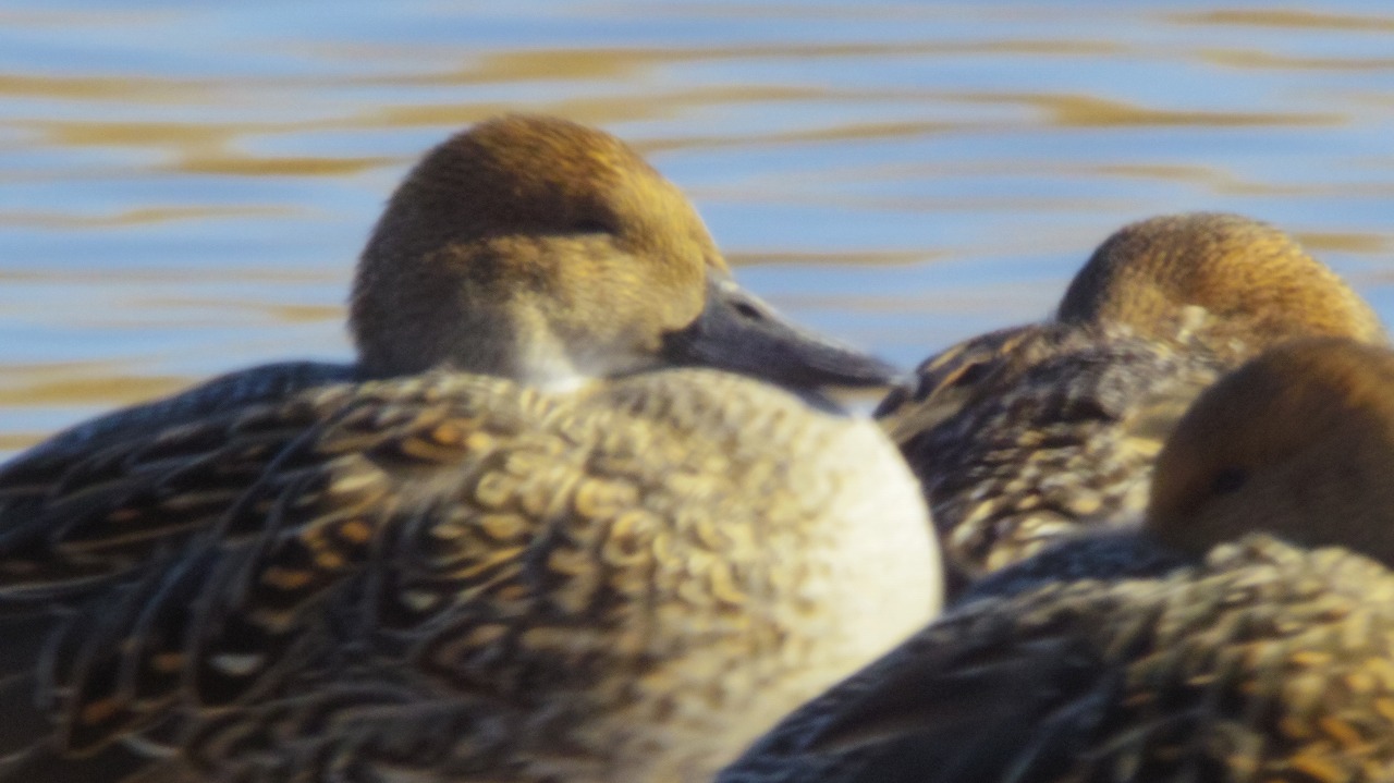 群馬県の邑楽町のがば沼の白鳥と鴨