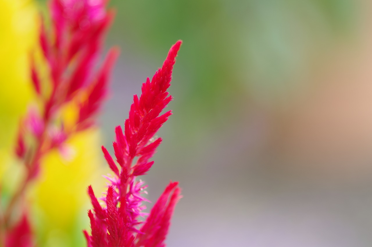 あしかがフラワーパークの花々