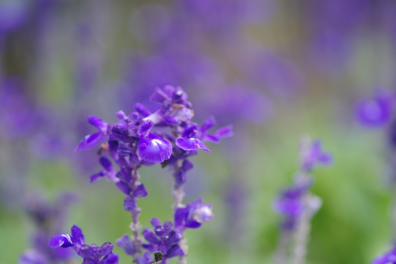 あしかがフラワーパークの花々