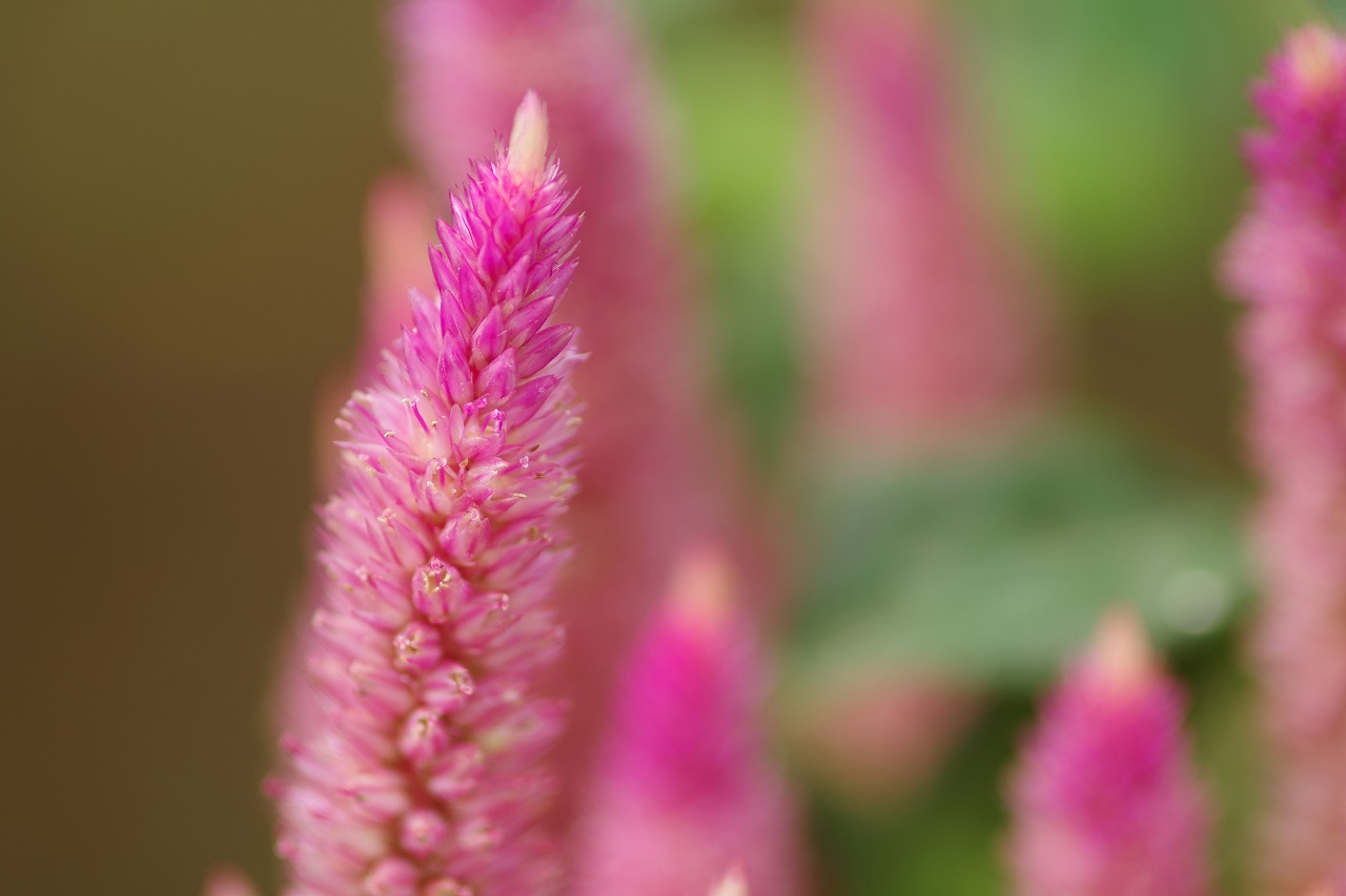 あしかがフラワーパークの花々