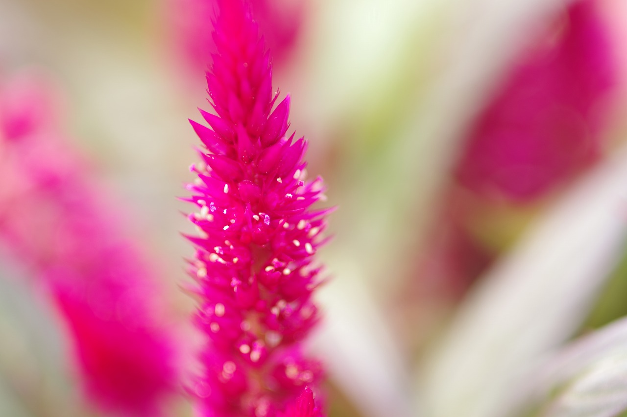 あしかがフラワーパークの花々