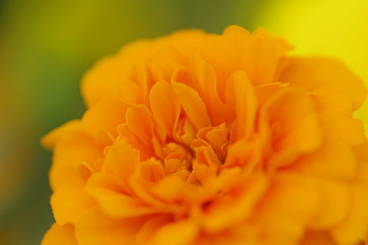 あしかがフラワーパークの花々