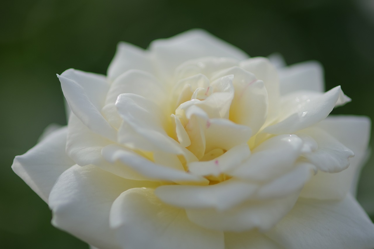 あしかがフラワーパークの花々