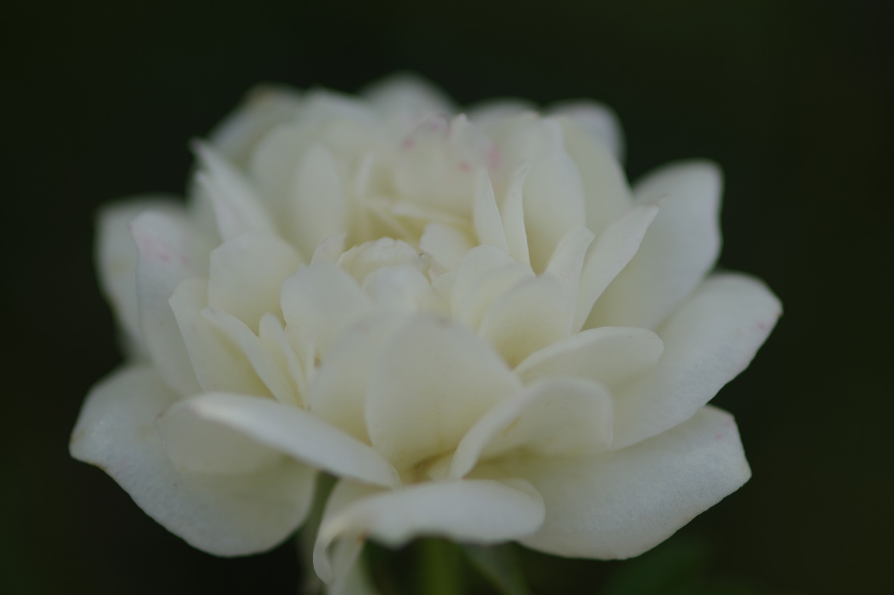 あしかがフラワーパークの花々