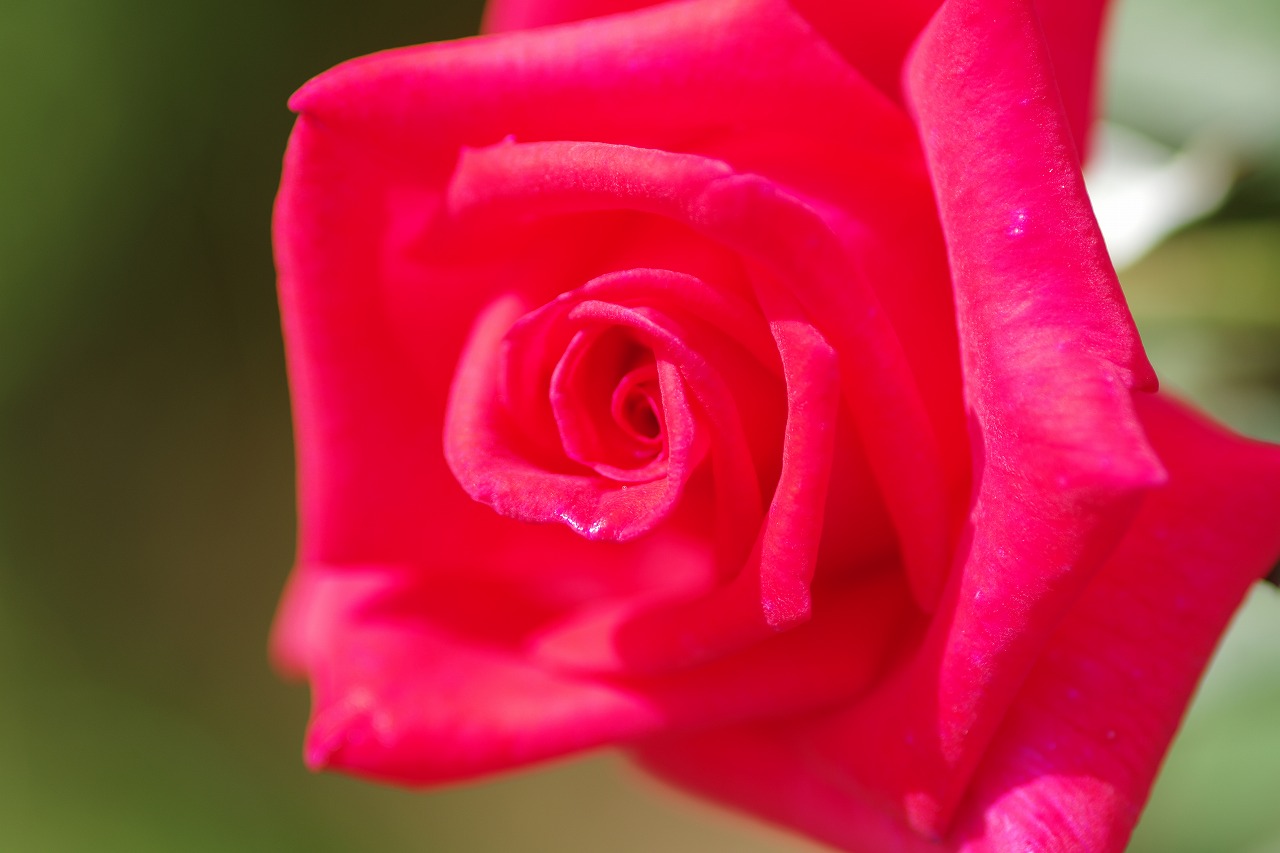 あしかがフラワーパークの花々
