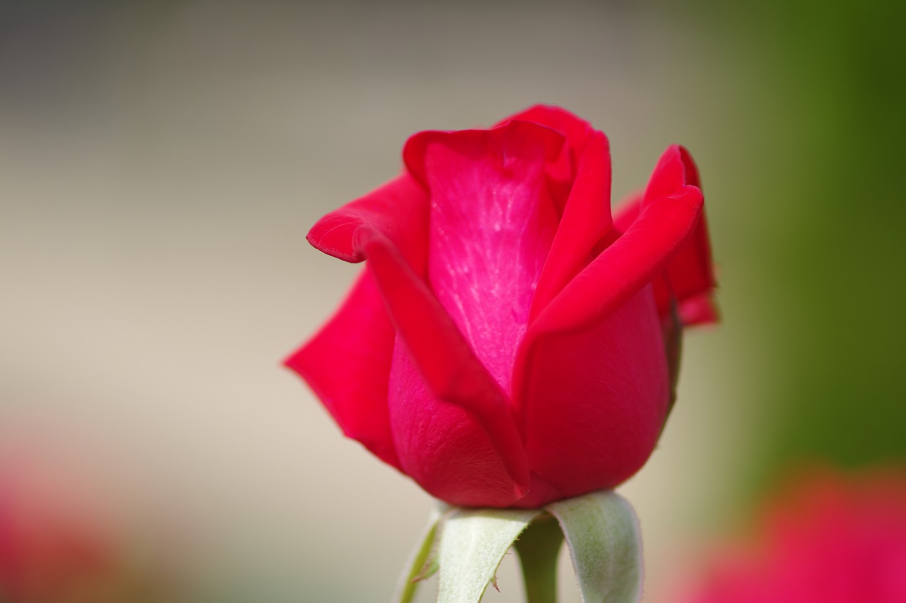 あしかがフラワーパークの花々