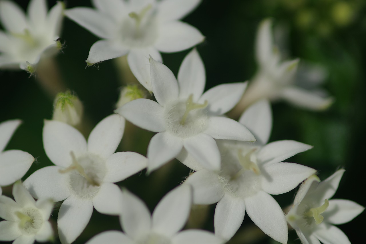 あしかがフラワーパークの花々