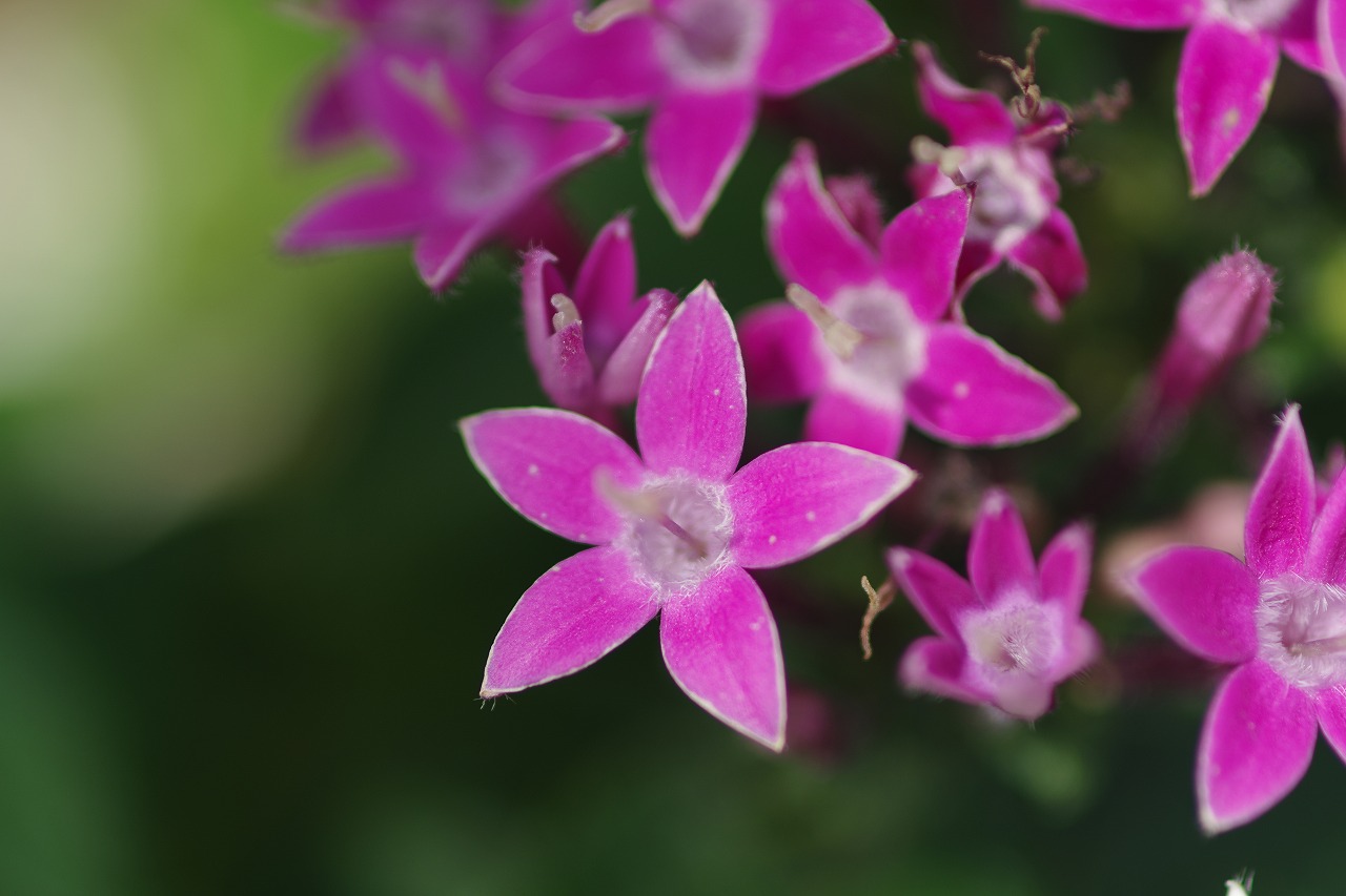 あしかがフラワーパークの花々