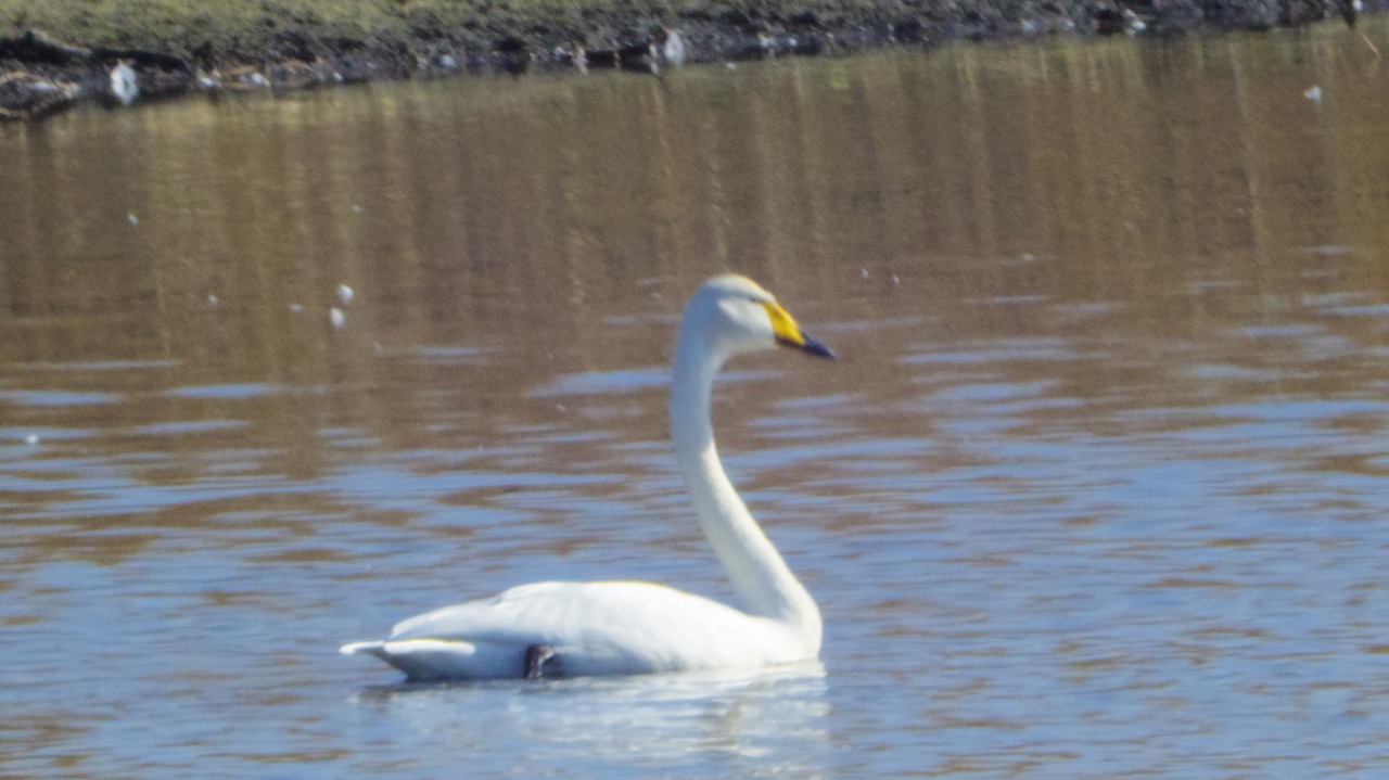 群馬県の邑楽町のがば沼の白鳥と鴨