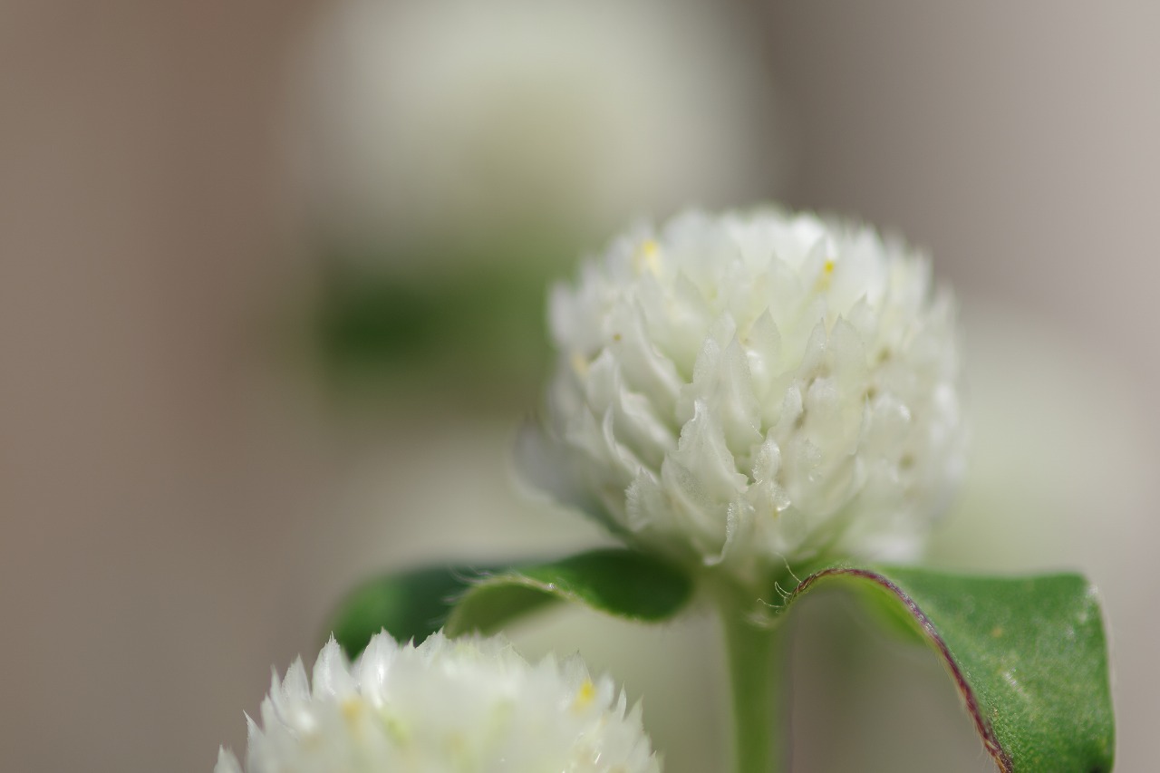 あしかがフラワーパークの花々