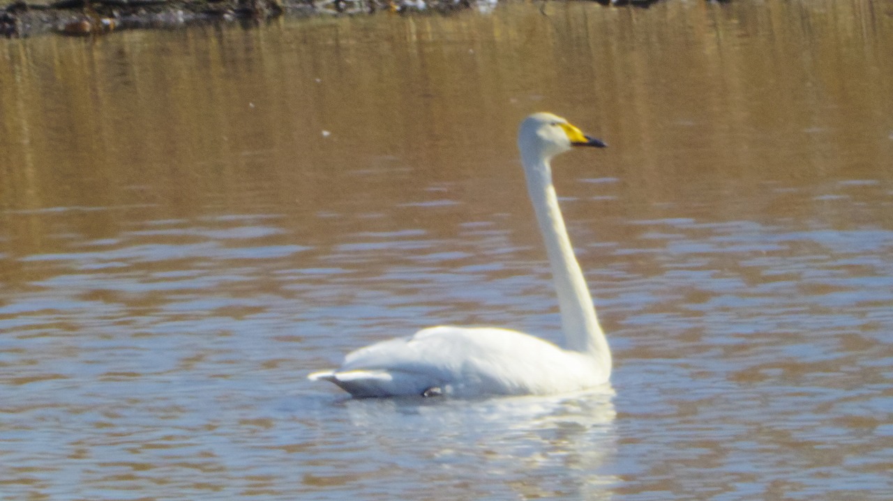 群馬県の邑楽町のがば沼の白鳥と鴨
