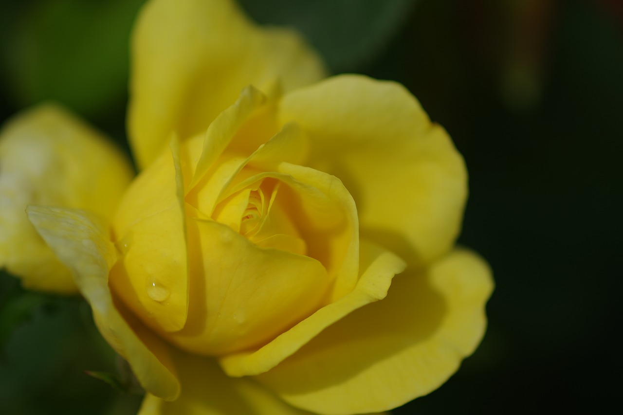 あしかがフラワーパークの花々