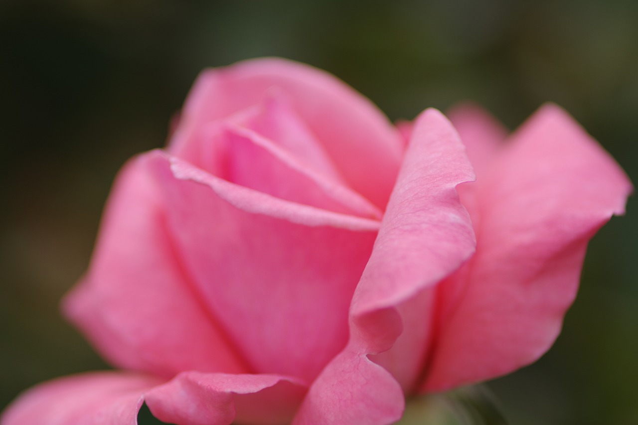 あしかがフラワーパークの花々