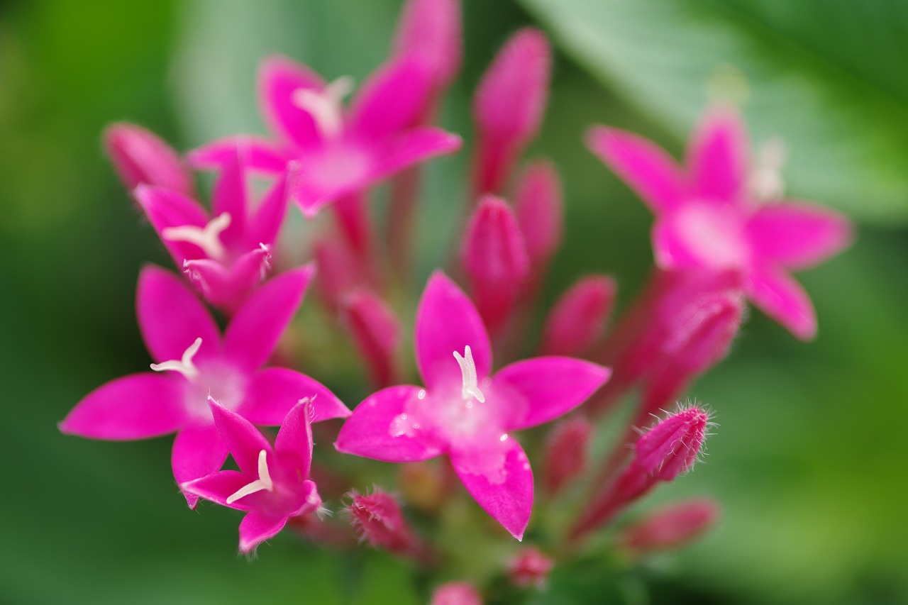 あしかがフラワーパークの花々