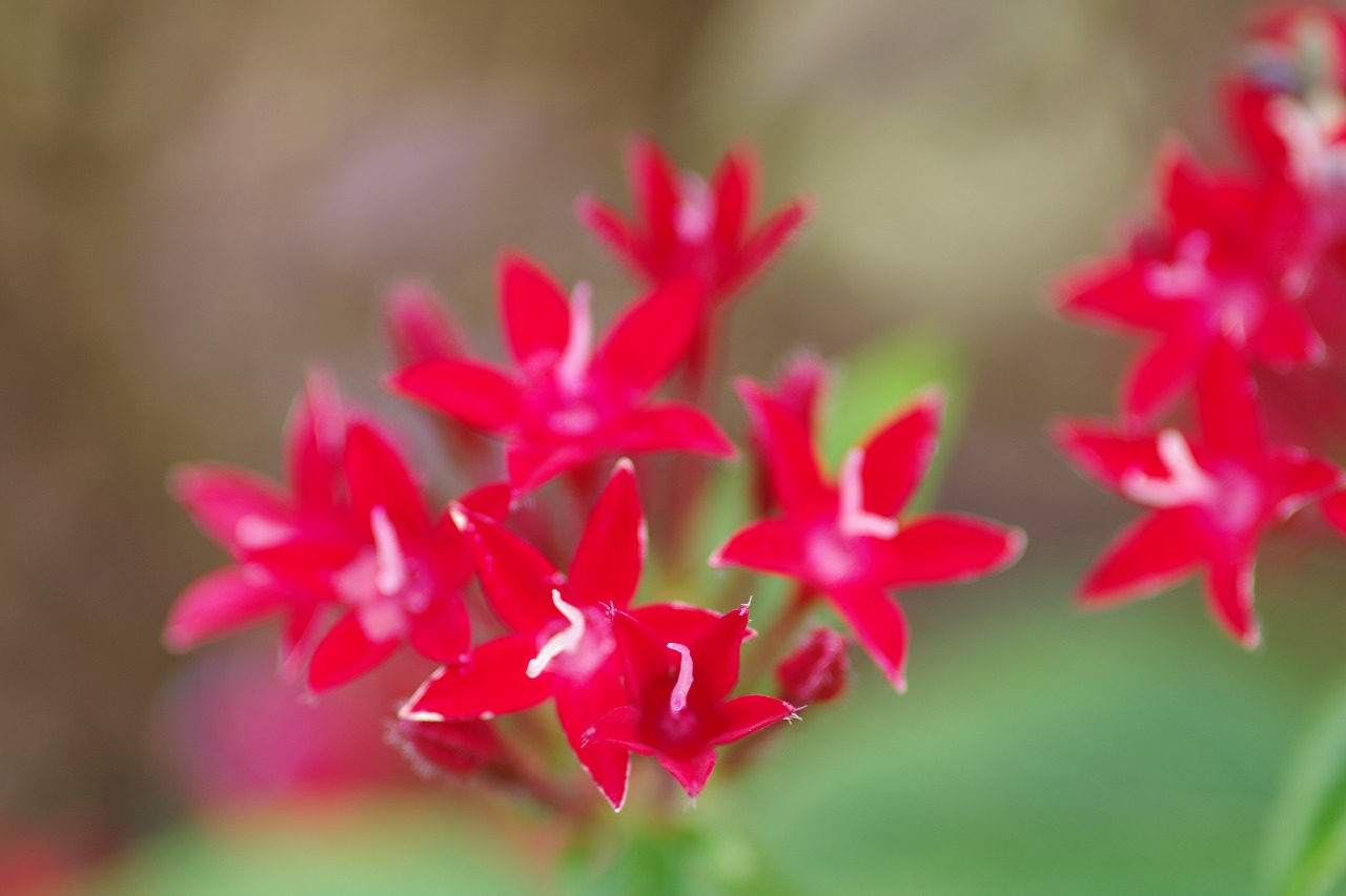 あしかがフラワーパークの花々
