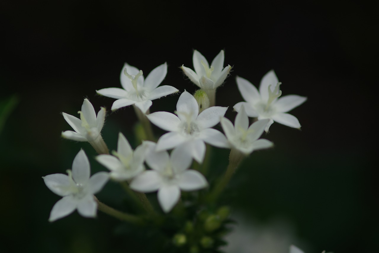 あしかがフラワーパークの花々