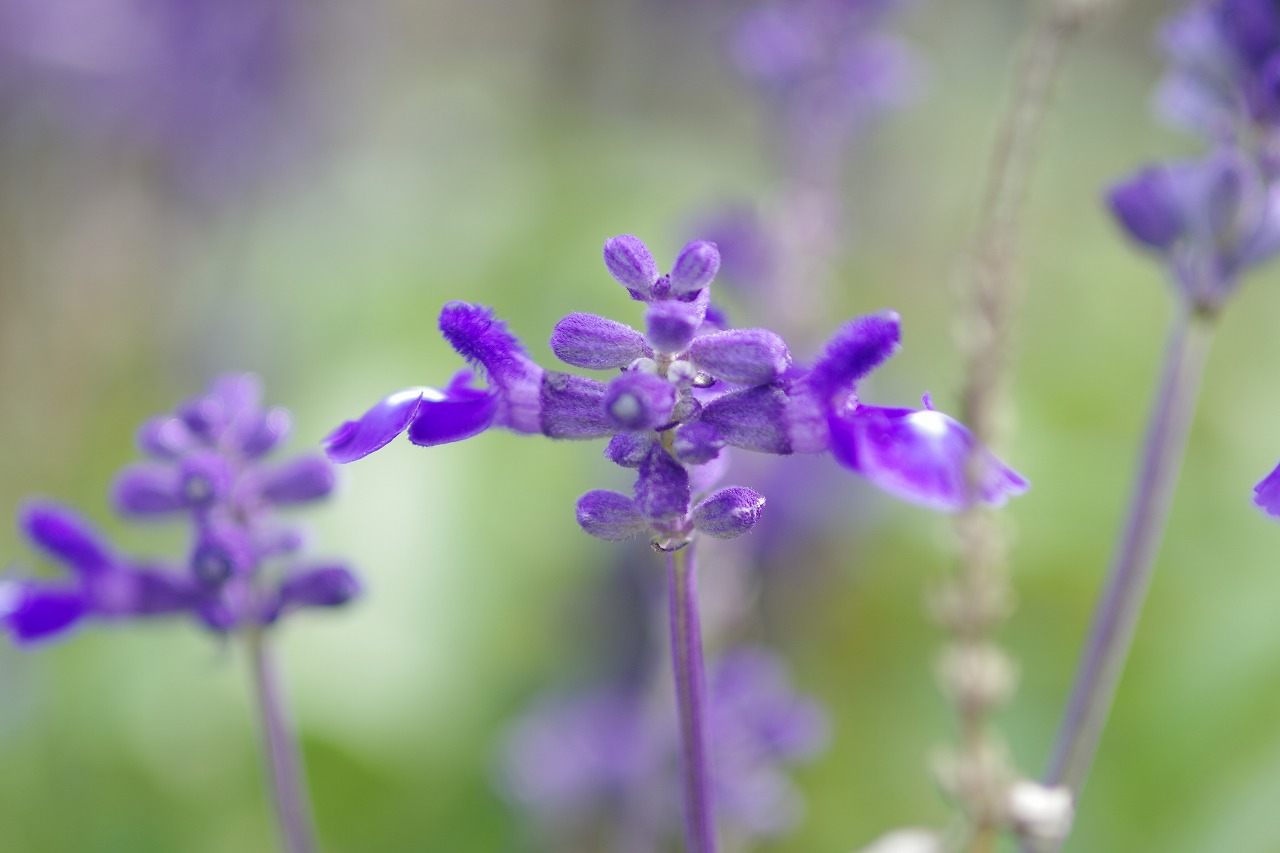 あしかがフラワーパークの花々