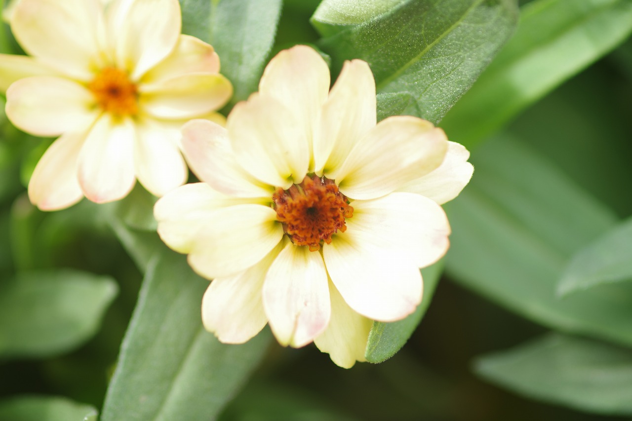 あしかがフラワーパークの花々