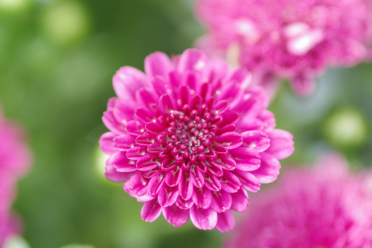 あしかがフラワーパークの花々