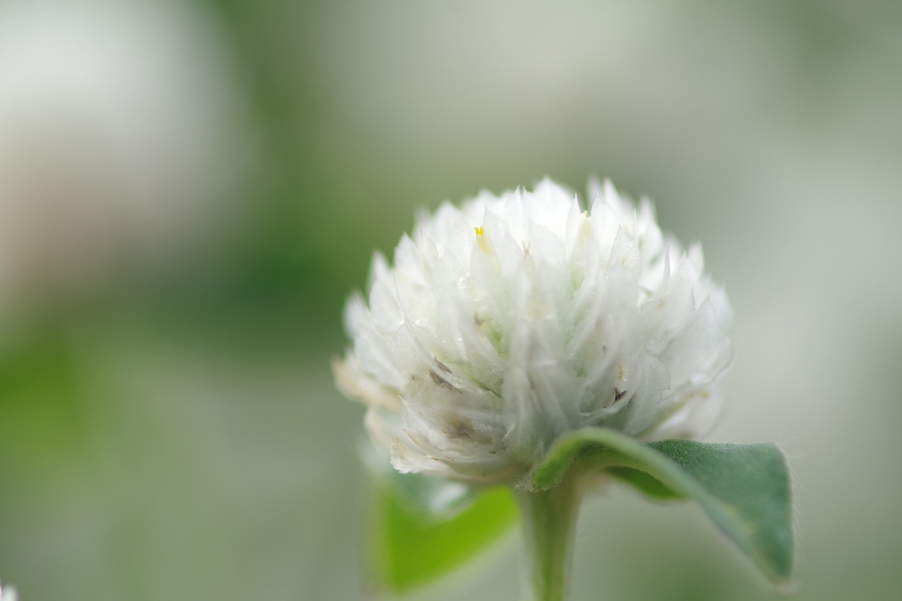 あしかがフラワーパークの花々