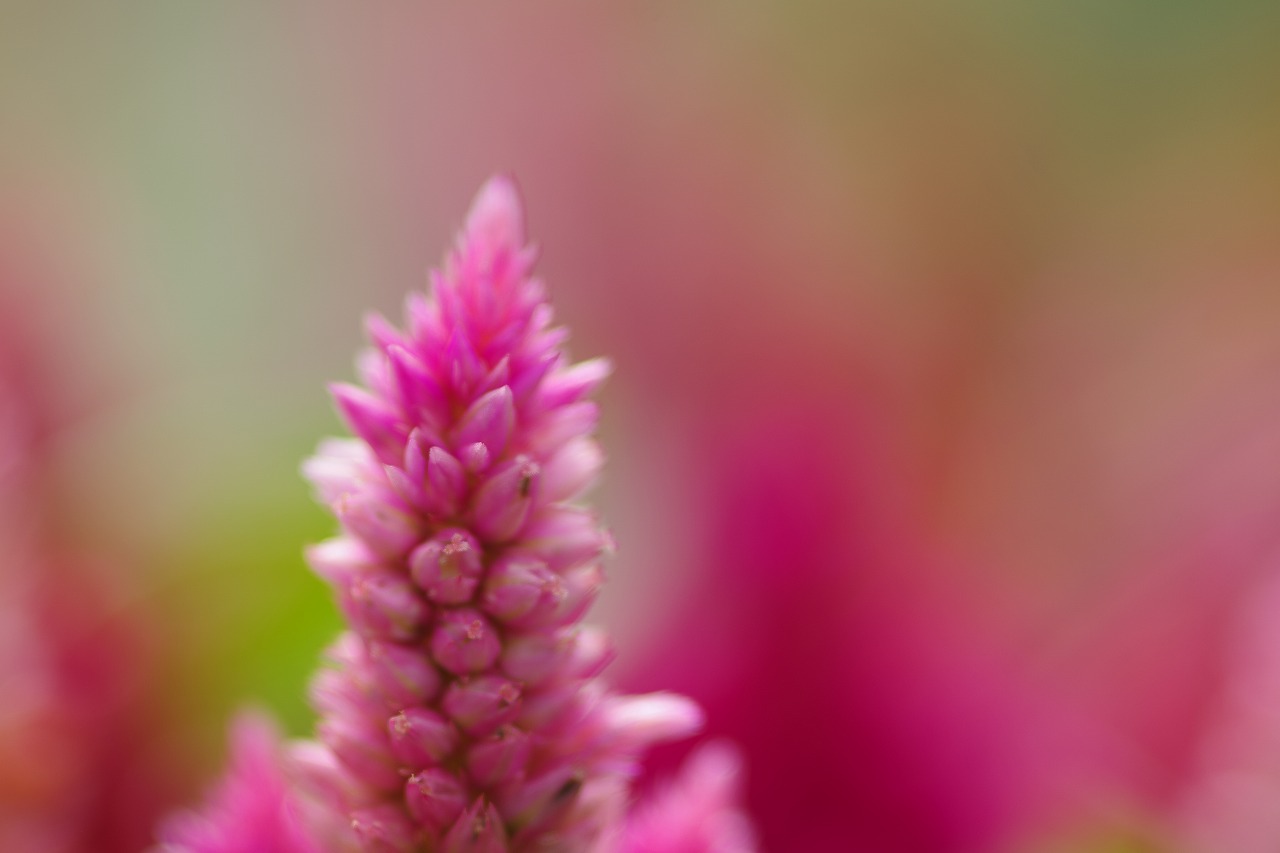 あしかがフラワーパークの花々