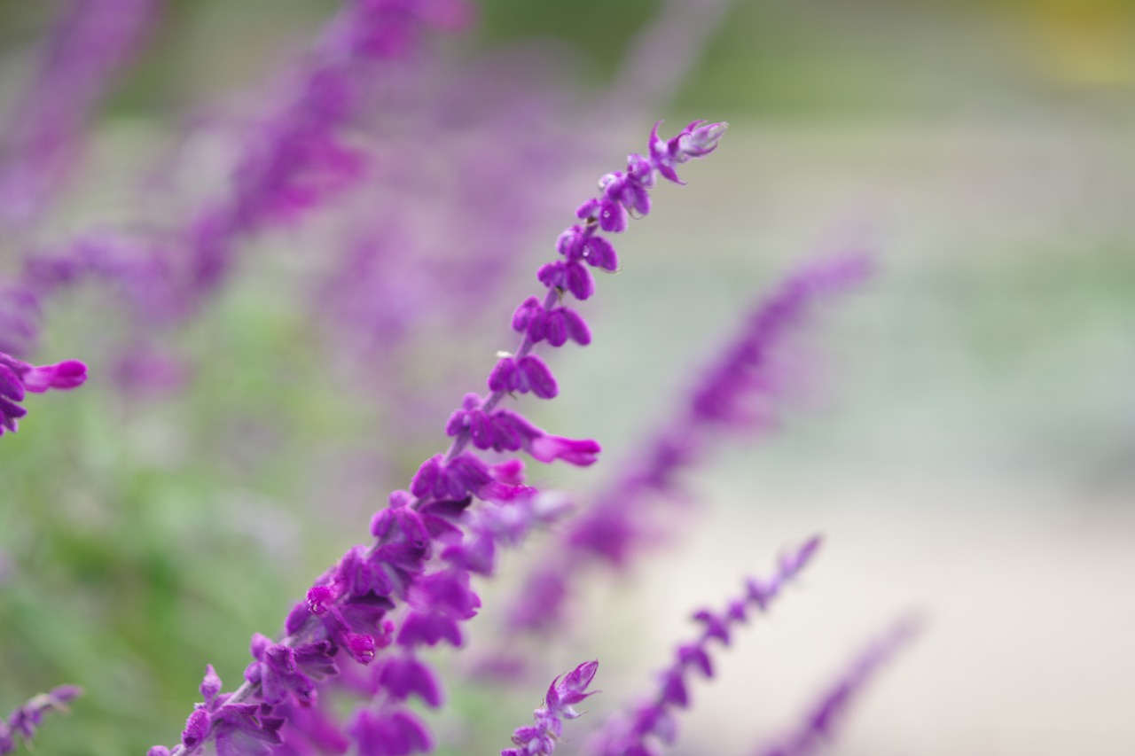 あしかがフラワーパークの花々