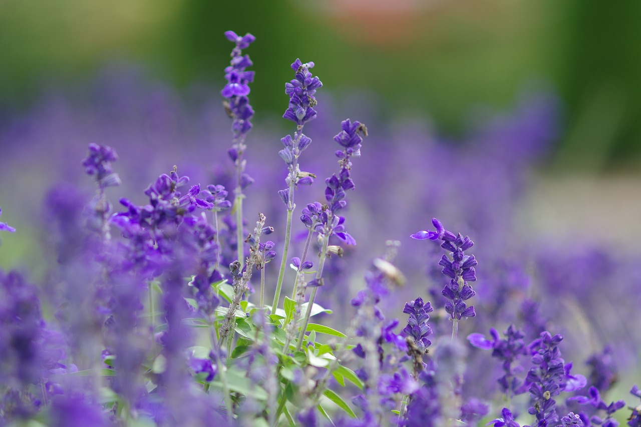 あしかがフラワーパークの花々