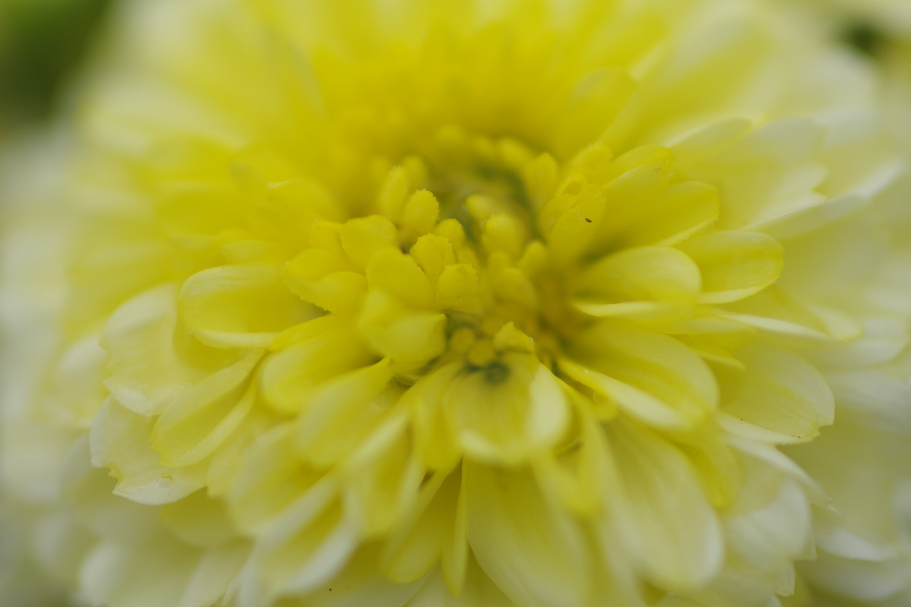 あしかがフラワーパークの花々