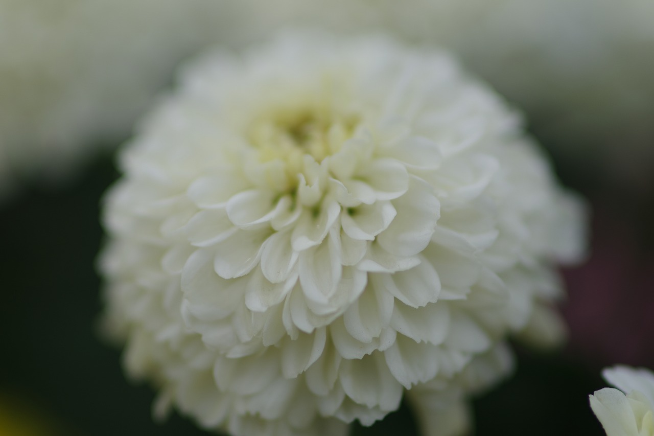 あしかがフラワーパークの花々