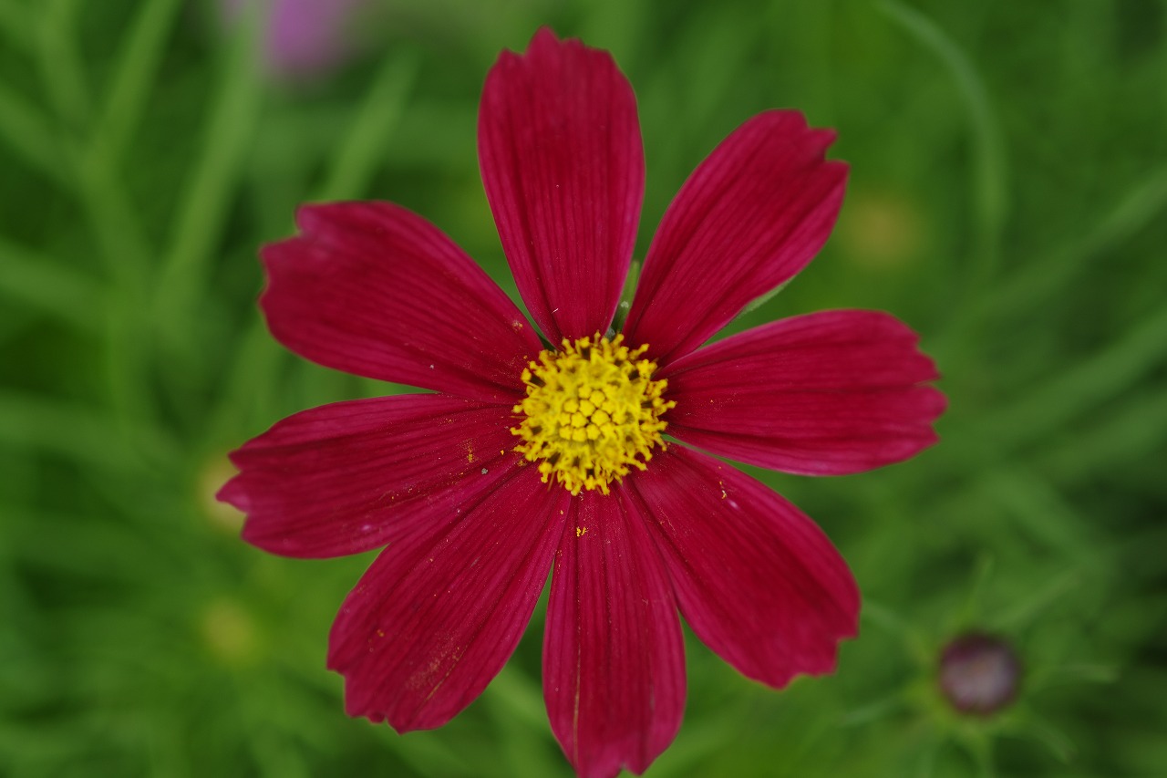 あしかがフラワーパークの花々