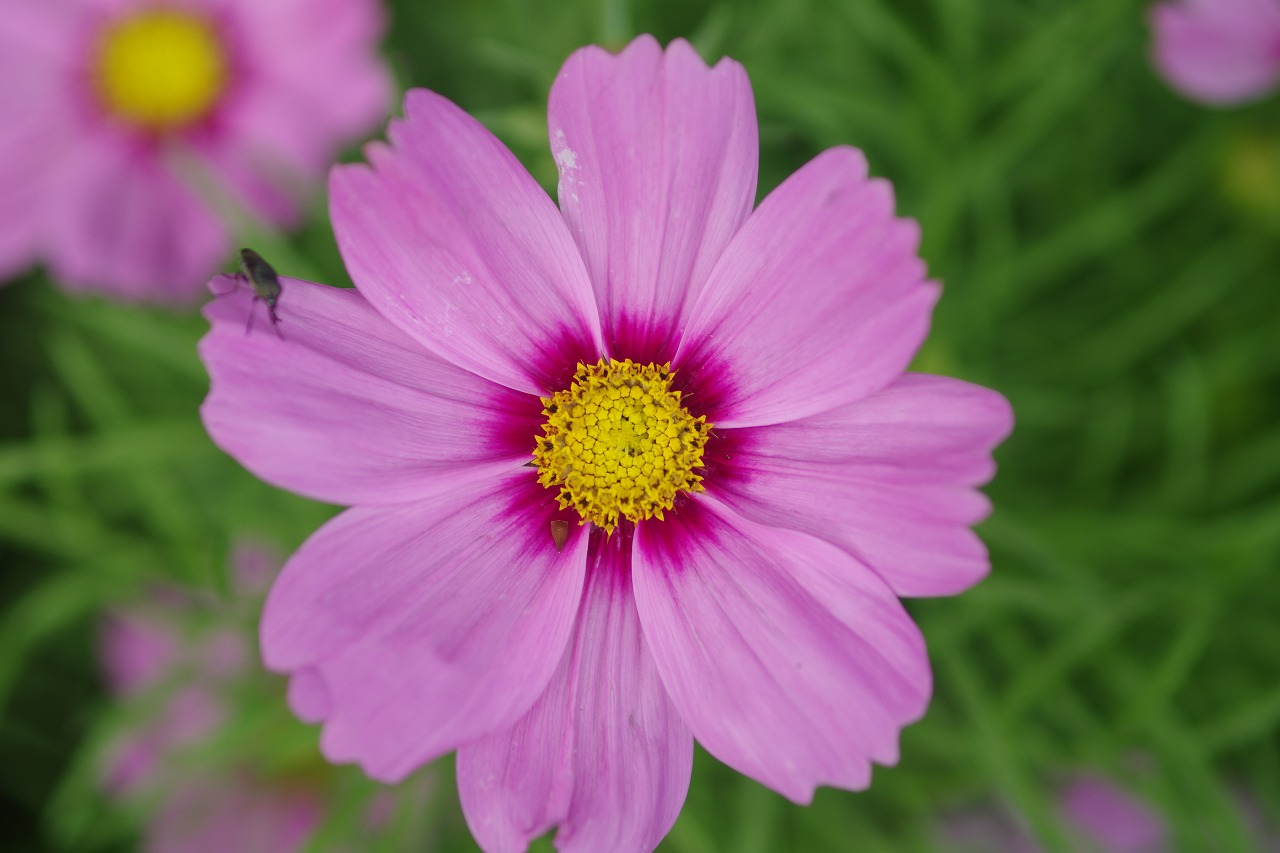あしかがフラワーパークの花々