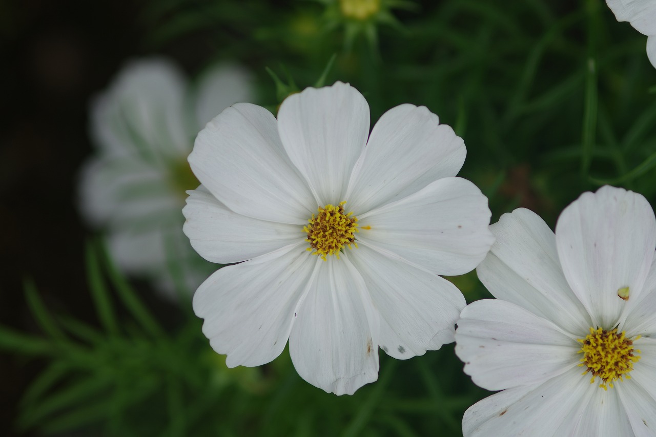 あしかがフラワーパークの花々