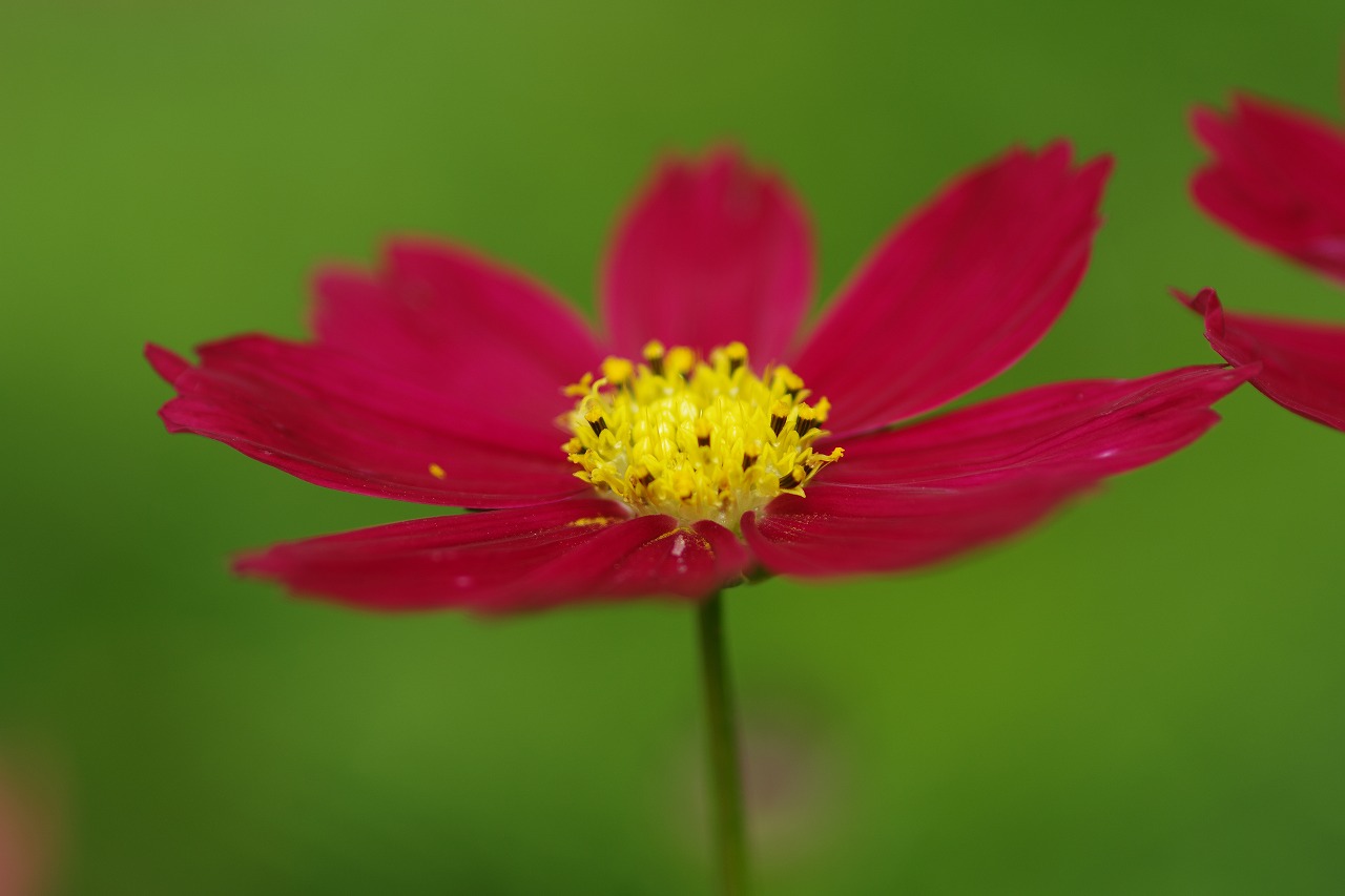 あしかがフラワーパークの花々