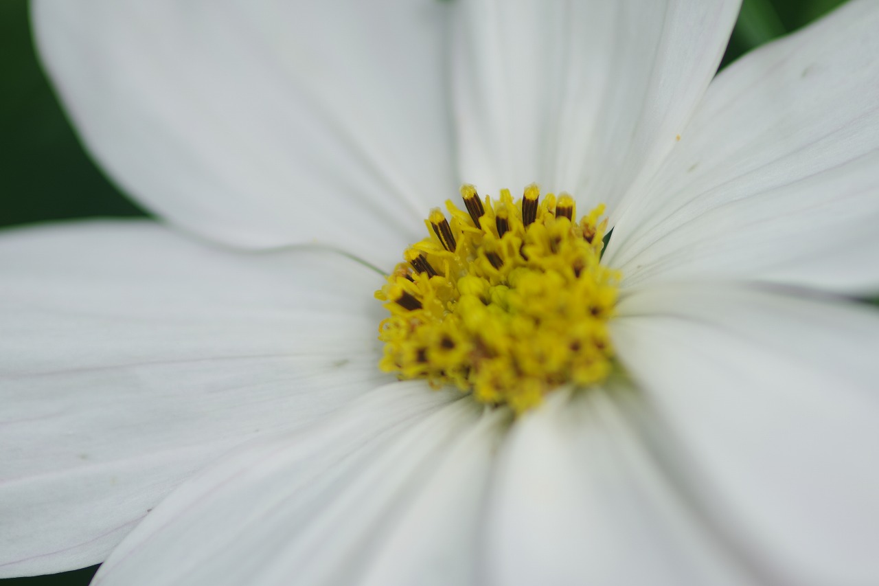 あしかがフラワーパークの花々