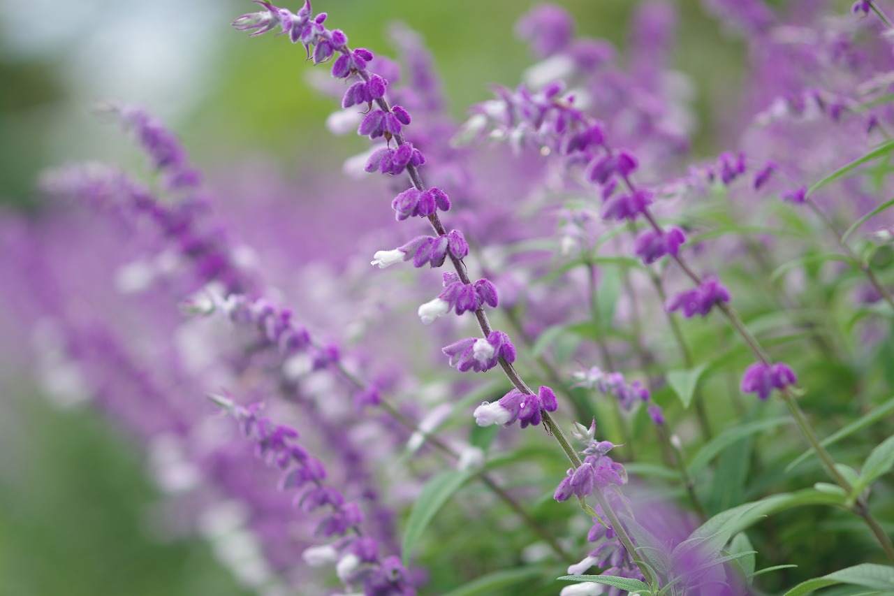 あしかがフラワーパークの花々