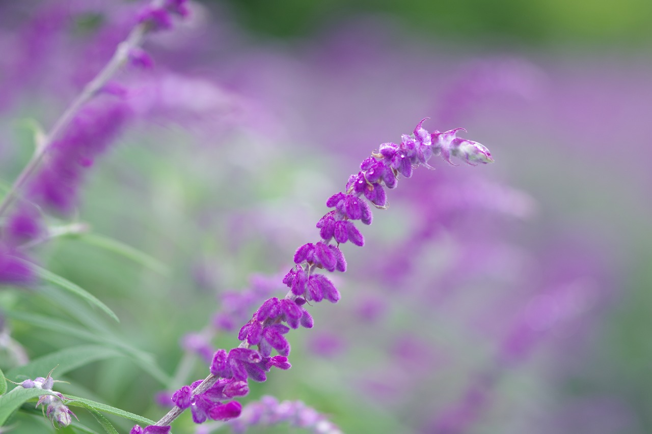 あしかがフラワーパークの花々