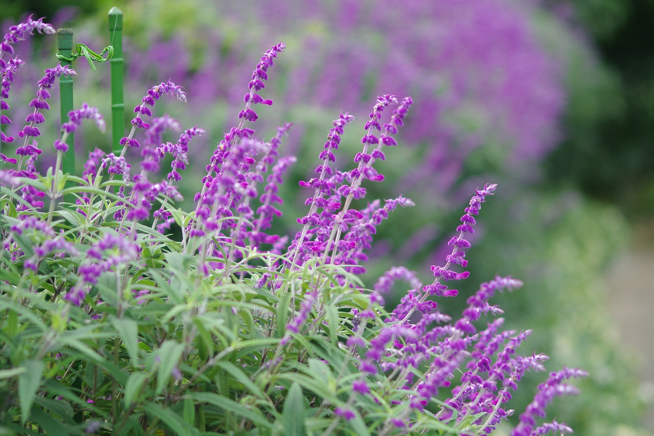 あしかがフラワーパークの花々