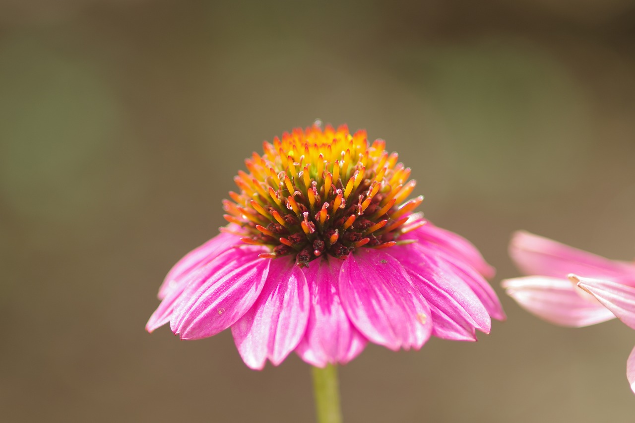 あしかがフラワーパークの花々