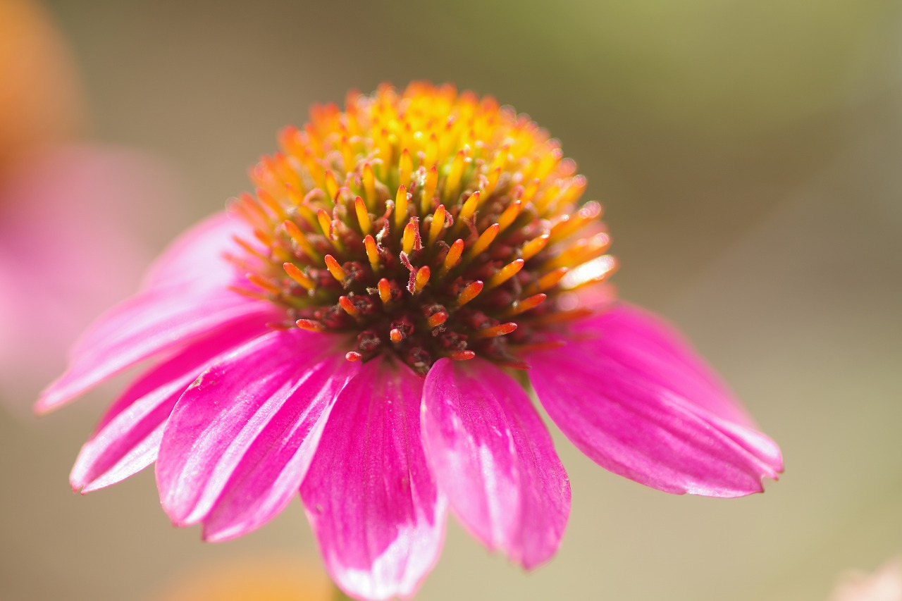 あしかがフラワーパークの花々