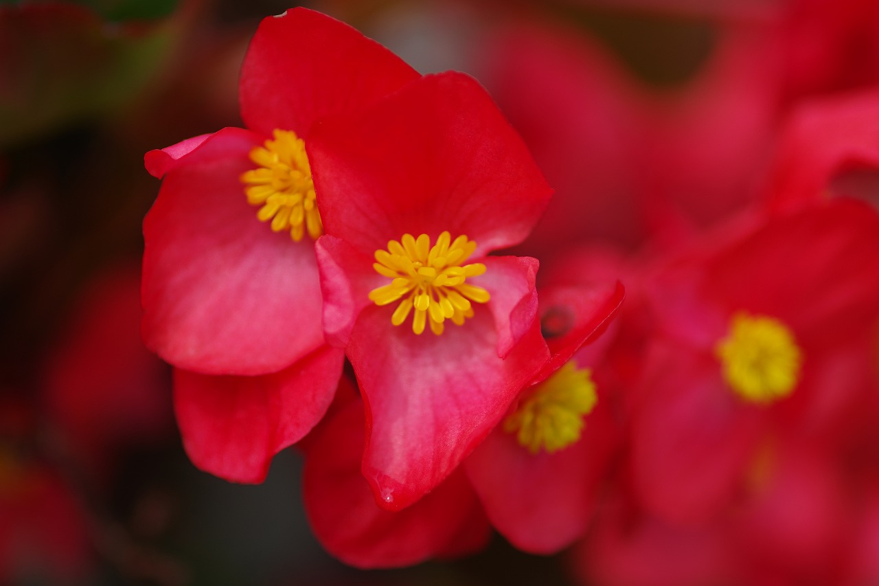 あしかがフラワーパークの花々