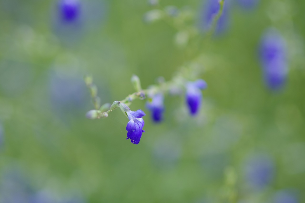 あしかがフラワーパークの花々