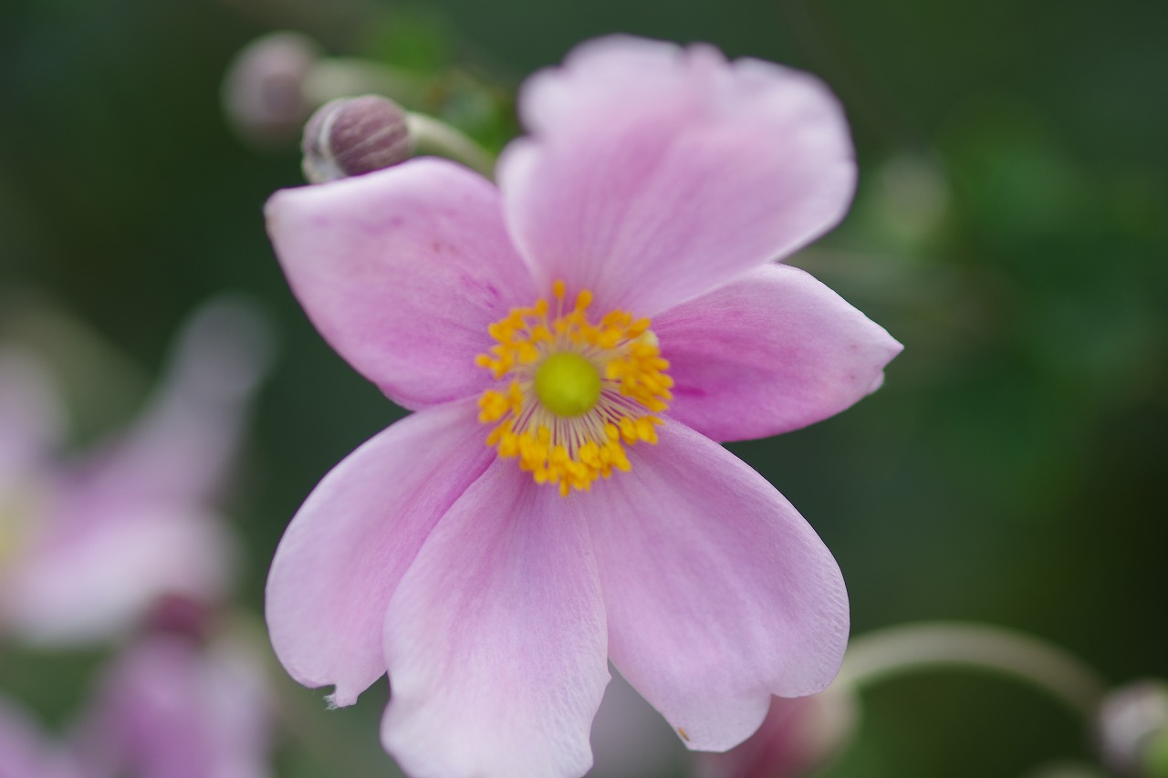 あしかがフラワーパークの花々