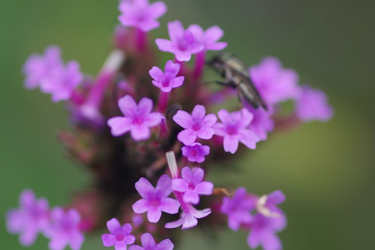 あしかがフラワーパークの花々