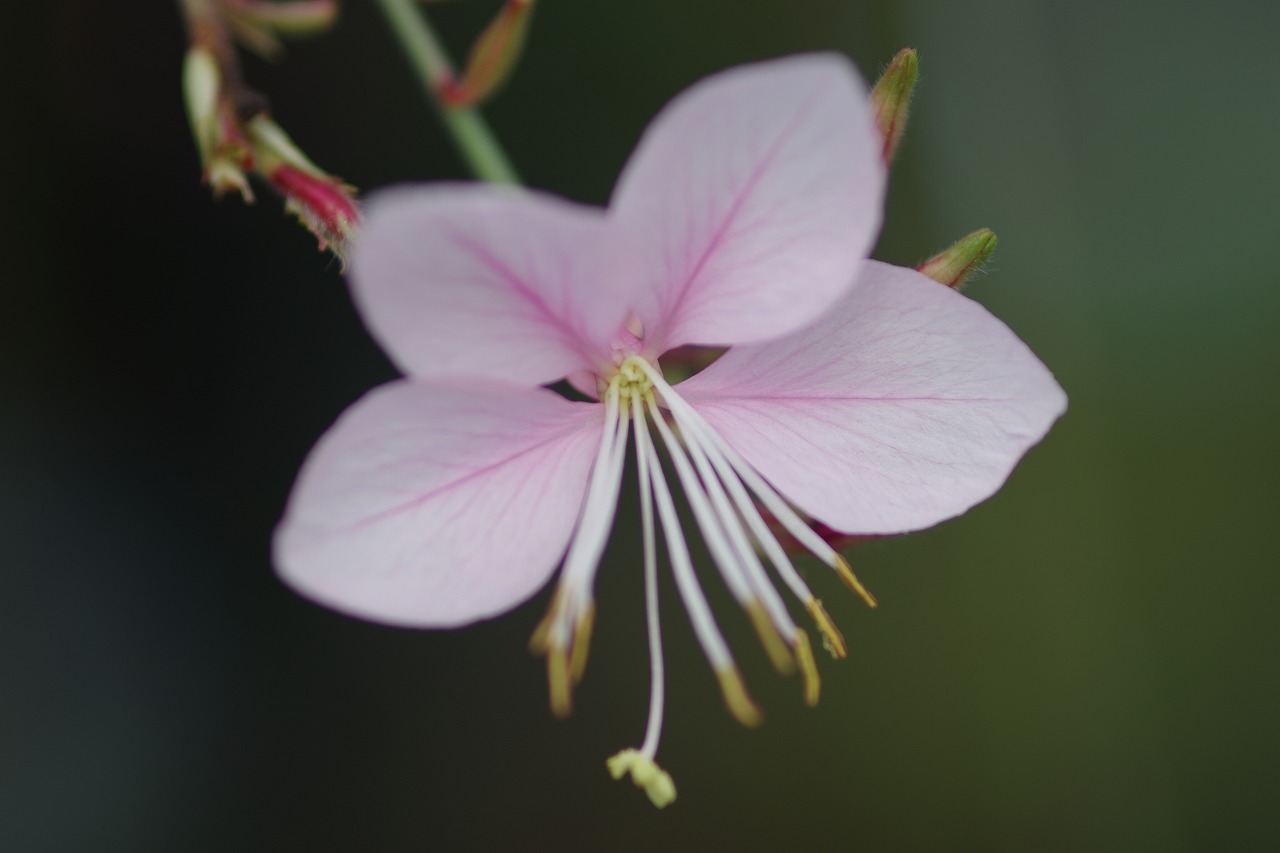 あしかがフラワーパークの花々