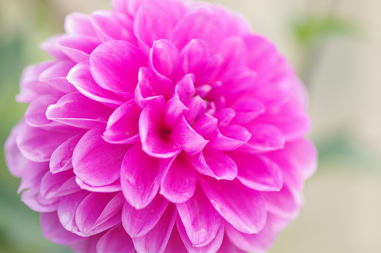 あしかがフラワーパークの花々