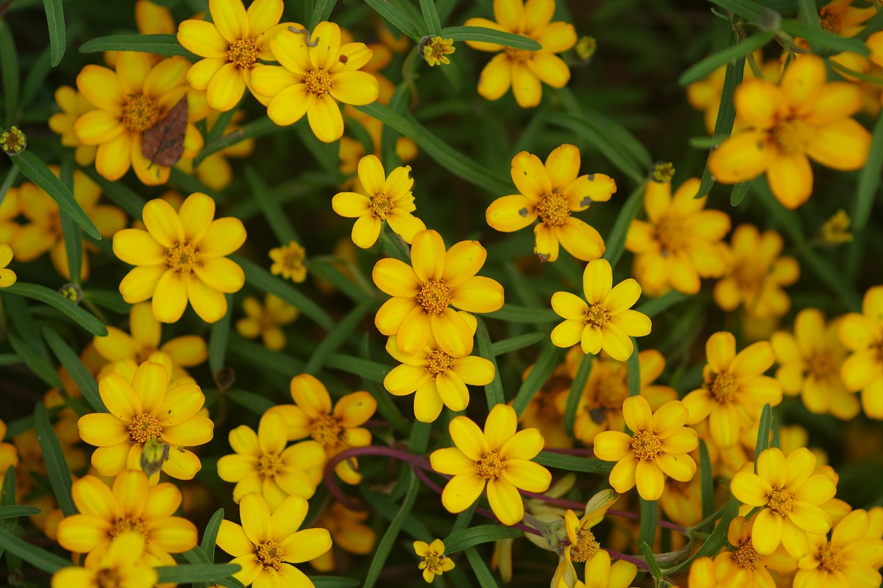 あしかがフラワーパークの花々