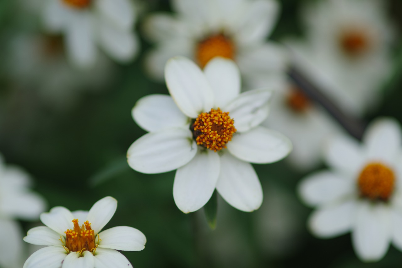 あしかがフラワーパークの花々