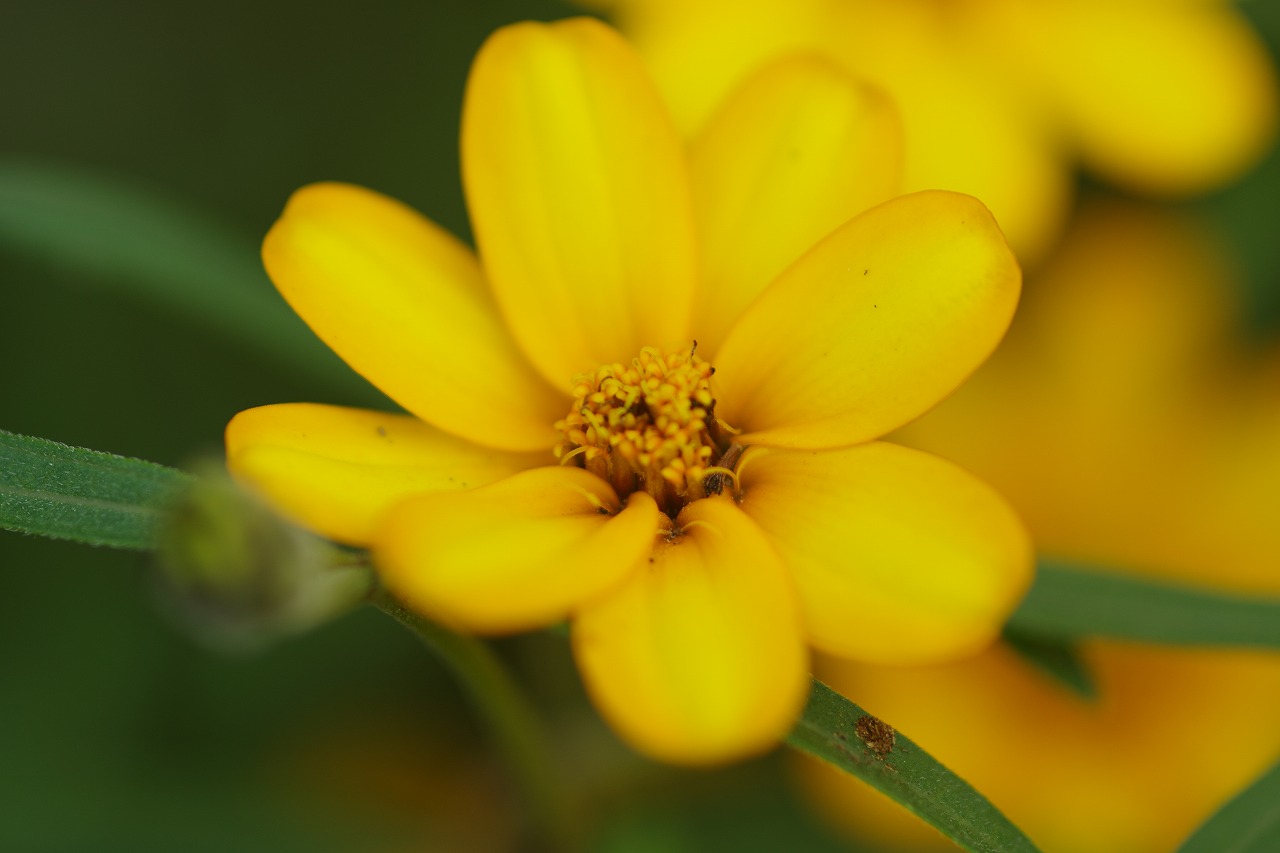 あしかがフラワーパークの花々