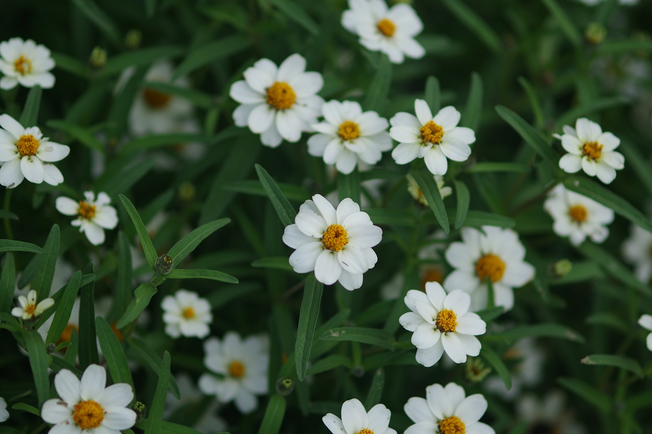 あしかがフラワーパークの花々