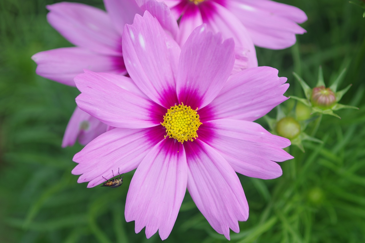 あしかがフラワーパークの花々